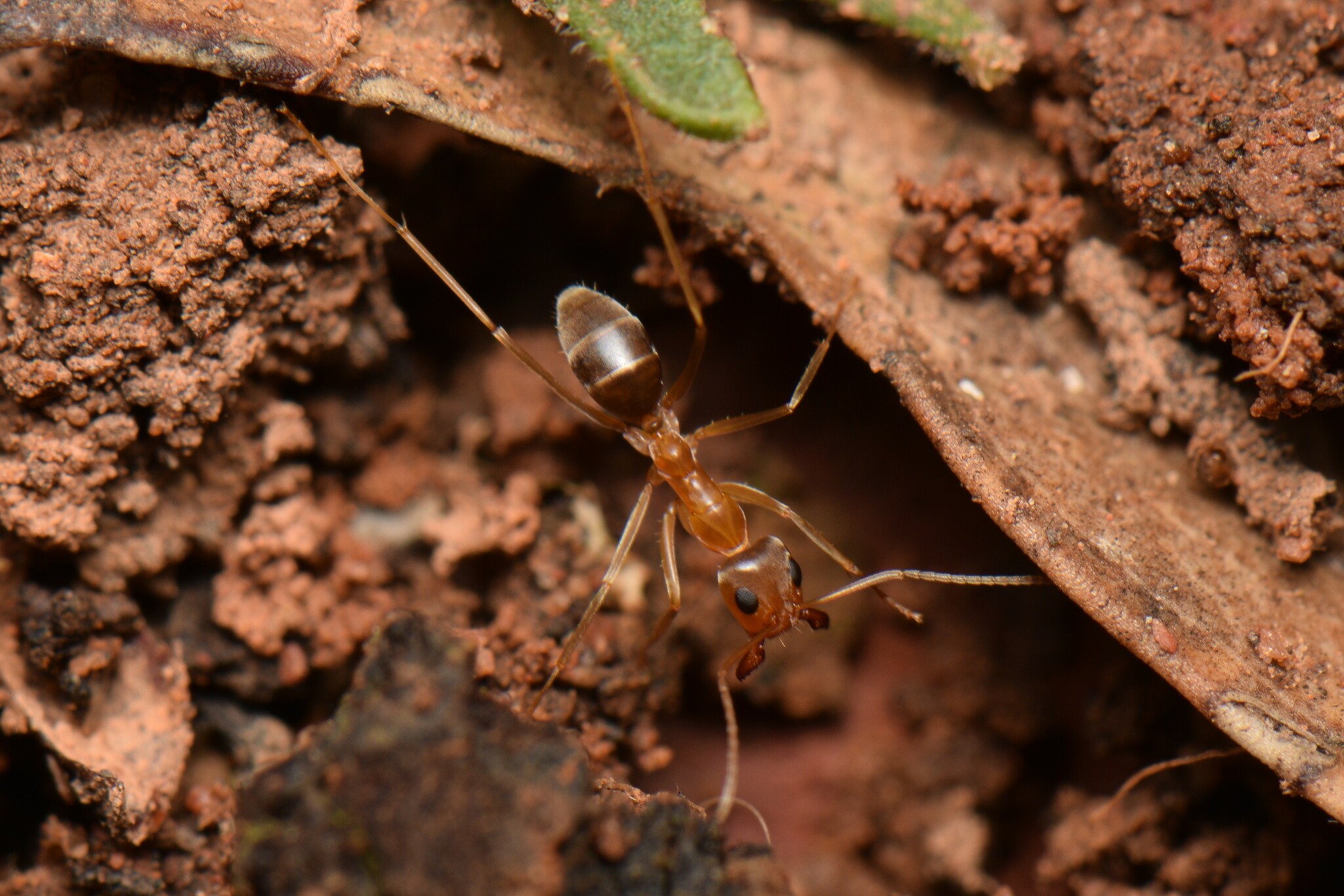 Iridomyrmex hartmeyeri