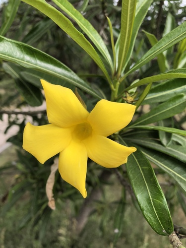 Cascabela ovata