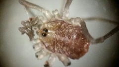 Dendrolasma