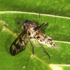 Furia ithacensis
