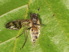 Furia ithacensis