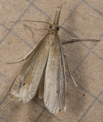 Donacaula roscidellus