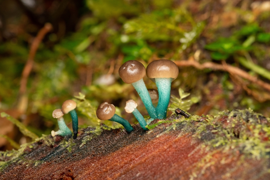 Chlorovibrissea chilensis