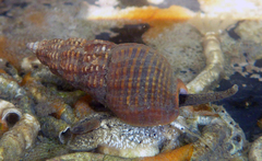 Nassarius mendicus