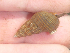 Nassarius mendicus