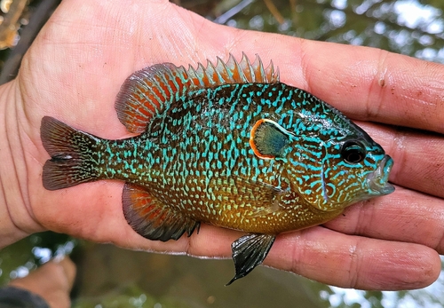 Northern Sunfish