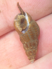 Nassarius mendicus
