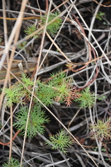 Proserpinaca pectinata