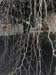 Ulmus glabra camperdownii