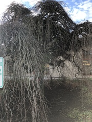 Ulmus glabra camperdownii