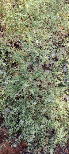 Image of Zygophyllum indicum by (c) Subhadra Devi, some rights reserved (CC BY)