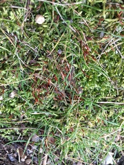 Entodon cladorrhizans