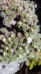 Veronica pulvinaris