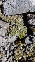Veronica pulvinaris