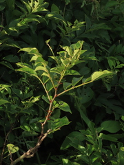 Zanthoxylum simulans, photograph (c) chiuluan, some rights reserved (CC BY)
