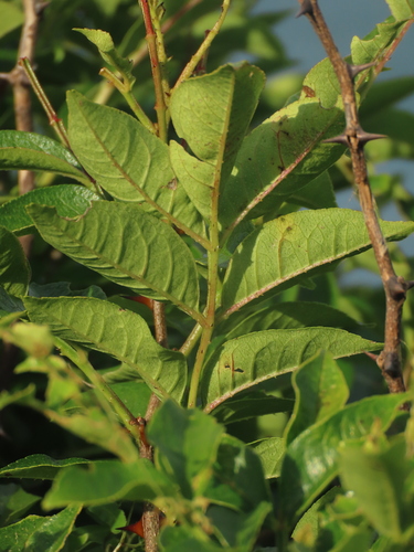 Zanthoxylum simulans, photograph 6