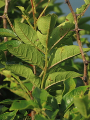 Zanthoxylum simulans, photograph (c) chiuluan, some rights reserved (CC BY)