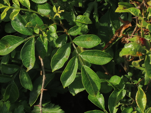 Zanthoxylum simulans, photograph 5