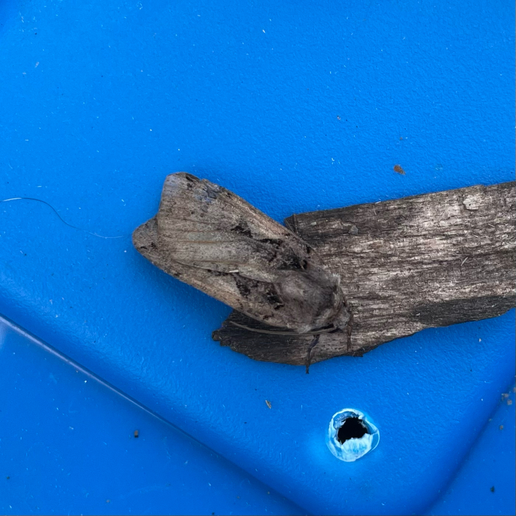 Setaceous Hebrew Character From Peterborough On July 1 2023 At 10 04 