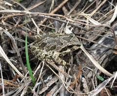 Pseudacris streckeri