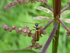 Pidonia scripta