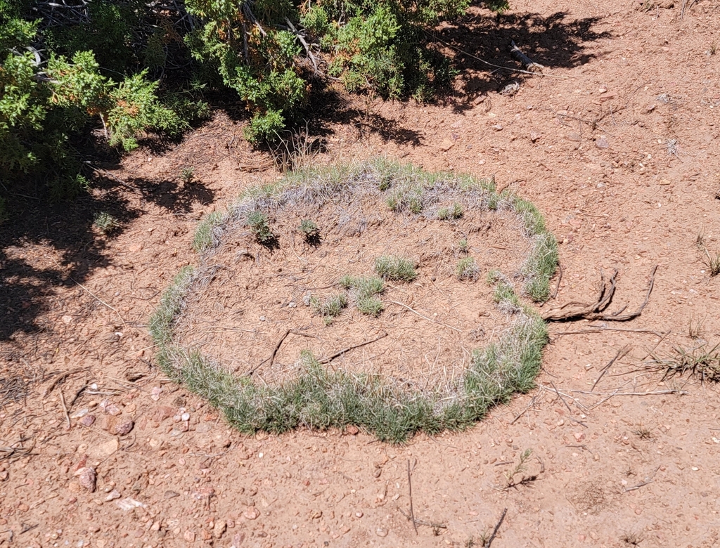 Ring Muhly from Santa Fe, NM 87505, USA on July 1, 2023 at 02:41 PM by ...