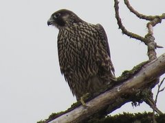 Falco peregrinus pealei