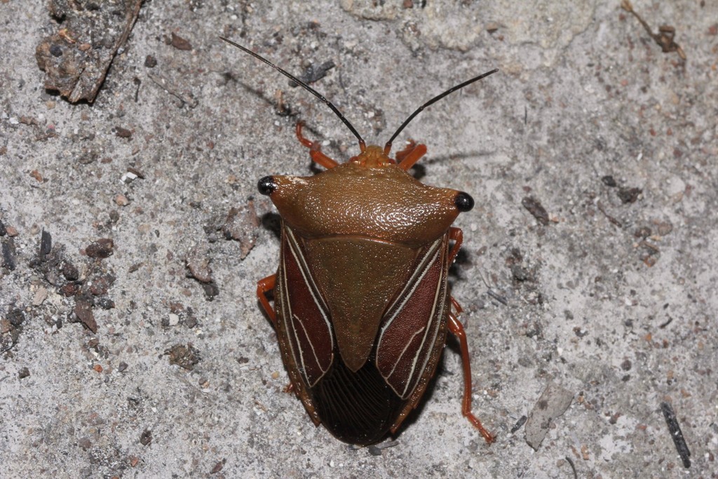Peromatus notatus