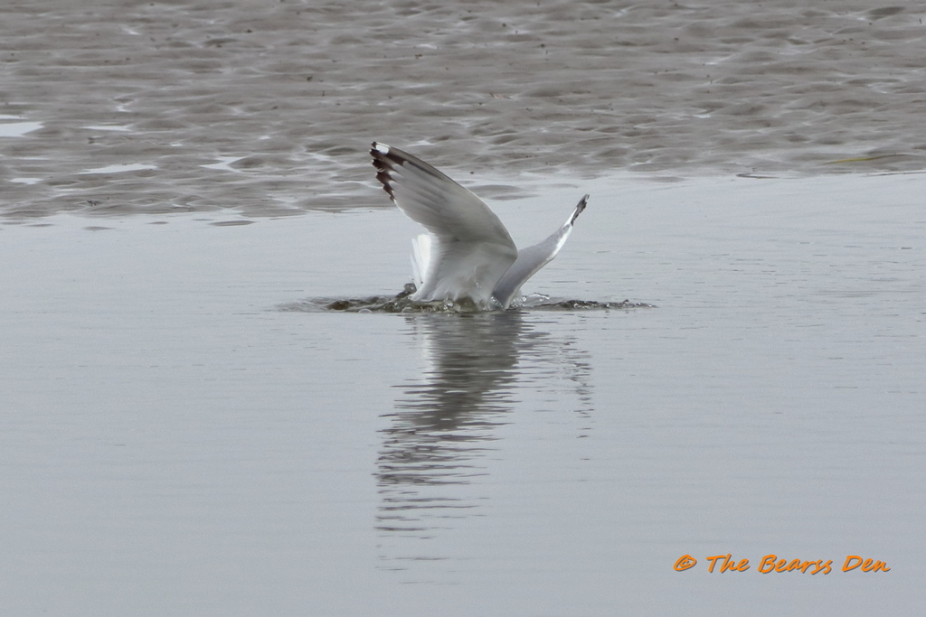 Herring Gull from Lawrencetown, NS, Canada on July 1, 2023 at 0216 PM by Mark A Bearss