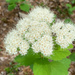 Shinyleaf Meadowsweet - Photo (c) Valerie Orich, some rights reserved (CC BY-ND), uploaded by Valerie Orich