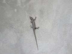 Trachylepis striata