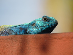 Acanthocercus atricollis
