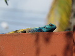 Acanthocercus atricollis