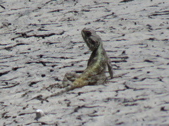 Acanthocercus atricollis