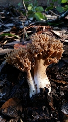 Ramaria violaceibrunnea