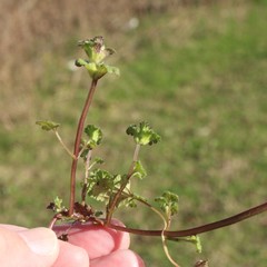 Lamium amplexicaule