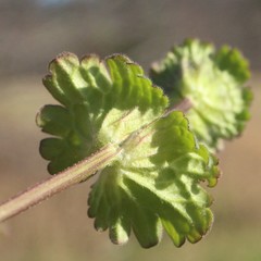 Lamium amplexicaule