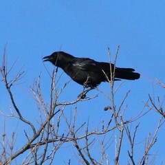 Corvus brachyrhynchos