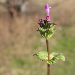 Lamium amplexicaule