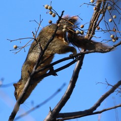 Sciurus niger