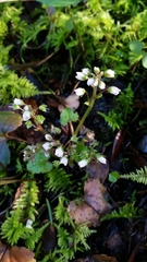 Veronica californica