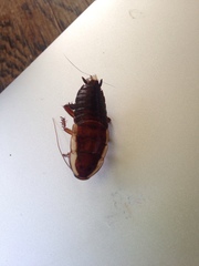 Drymaplaneta semivitta