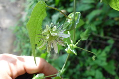 Passiflora pallens