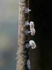 Didymium squamulosum