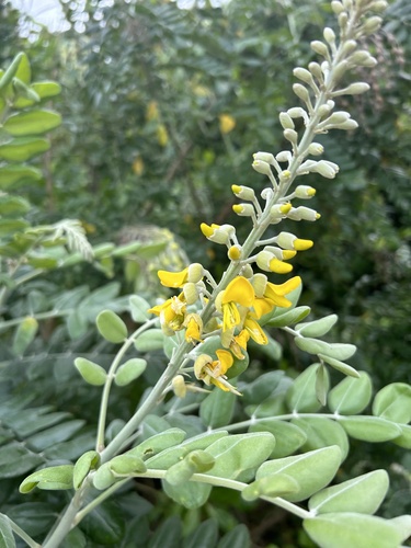 Sophora tomentosa iNat (1)