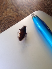 Drymaplaneta semivitta