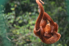 Alouatta sara
