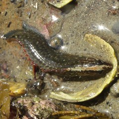 Acanthoclinus fuscus