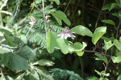 Passiflora standleyi