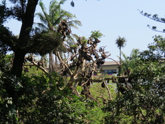 Eidolon helvum